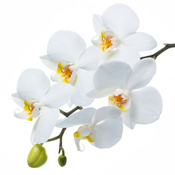 Стол обеденный Танго белый/Орхидея в Енисейске - enisejsk.mebel54.com | фото